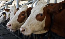 Ankara Sincan'daki ithal hayvan işletmesine soruşturma açıldı