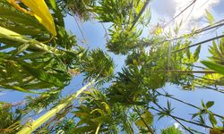 Resmi gazete’de yayımlandı: 21 ilde kenevir üretimine kontrollü izin