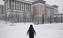 Penguen akımı Ankara'ya taşındı: Külliye'nin resmi hesabı paylaştı
