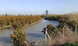 Seyhan taştı, mandalina bahçeleri sular altında: Üretici alarmda