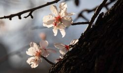 Cemre ne zaman düşüyor 2026? İlk cemre hangi tarihte?