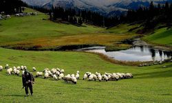 Kırsalda 150 bin küçükbaş dağıtılacak: Dev destek başlıyor