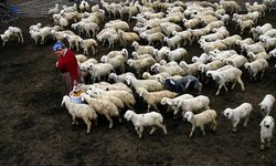 Ankara’da hayvancılara destek: Veteriner hizmeti için son başvuru 11 Mart'ta