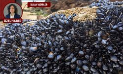 Midyelerde virüs alarmı: Halk sağlığı tehdit altında