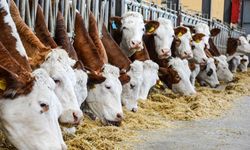 Çorum’daki işletmede hayvan refahı ihlali: Bakanlık denetimde