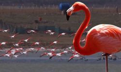 Ankara’da doğa alarm veriyor: Allı turnalar bu sene gelmedi