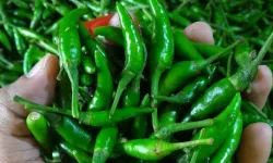 5 TL’ye alındı, 389 TL’ye kadar çıktı: Denetimde fiyat şoku