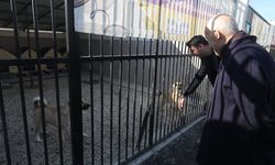 Ankara'da yeni yapılan köpek barınağı bitmek üzere: Denetim yapıldı