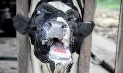 Midilli’de şap alarmı: Hayvancılık ürünlerine yasak getirildi