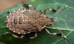 Kahverengi kokarca için kritik uyarı: 2030’da zirve yapacak