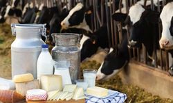 TÜİK açıkladı: Ocak’ta 944 bin ton inek sütü toplandı