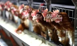TÜİK açıkladı: Türkiye’de yumurta üretimi %15 arttı, Ocak’ta 1,9 milyar adede ulaştı