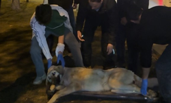 Ankara’da yaralı köpek ihbarı: Mamak Belediye Başkanı Şahin gece sahaya indi
