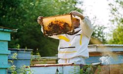 ABB’den arıcılara destek: Kovan ve yem hibesi için başvurular başladı