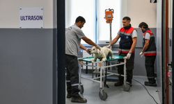 Başkent’te hayvan dostu belediyecilik: 8 milyon cana ulaşıldı