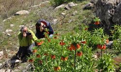 Kahramanmaraş'ta "ağlayan gelin": Ters Lale koparmanın bedeli 700 Bin TL!