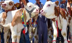 Ankara’da hayvancılığa destek: Başvurular başladı