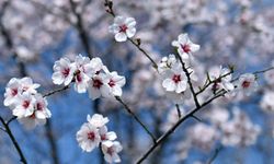 Türk kültürü baharla buluşuyor: Ankara'da “Baharın Gelişi ve Türk Kültür Şenliği” programı