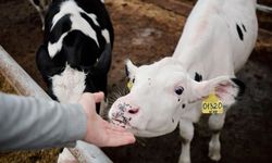 Veterinerlere kritik uyarı: Üç ilde brusella vakaları artıyor