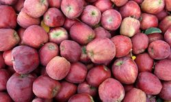 Elmada kriz büyüyor: Maliyet arttı, don riski kapıda