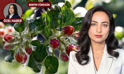 Zirai don alarmı: Sıcaklıklar düştü, üreticiye kritik uyarı