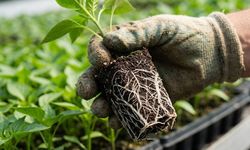 Başkentte sebze fidesinde %50 hibe başvuruları başlıyor