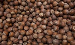 Karadeniz fındığı tehlikede: 370 bin dönüm tarım alanı maden kıskacında!