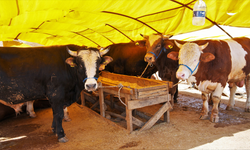 Kurban alanında yeni dönem! Mamak’ta çalışmalar hız kazandı