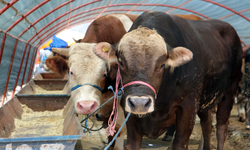 Etimesgut’ta kurban satışları 20 Nisan’da başlıyor: Belediye duyurdu