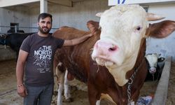 Yenimahalle Yakacık'ta kurban başvuruları başlıyor: Erken start verildi