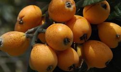 Mersin’de hasat resmen başladı: 2026 Yenidünya fiyatları ne kadar?