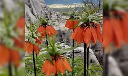 Ters laleler sıkı koruma altında: Koparana 700 bin lira ceza