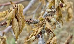 Meteoroloji uyardı: Gece saatlerinde kritik don riski