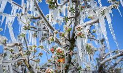 Çiftçiler dikkat: Ankara için zirai don uyarısı verildi