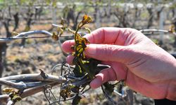 Tarımda risk büyüyor: Ankara’da zirai dona karşı mücadele sürüyor