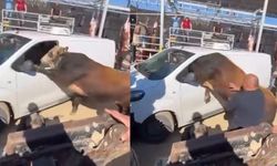 Ankara’da kurbanlık boğa minibüse girdi! Kornaya bastığı anlar gündem oldu