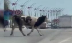 Ankara'da kaçan kurbanlık dana trafiği birbirine kattı!