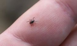 Kene alarmı: İşte eve dönünce yapmanız gerekenler!
