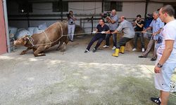 Kurban kesiminde bu hataları yapmayın! Bakanlıktan kritik uyarı