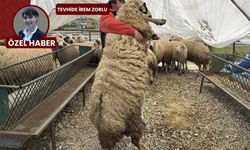 Türkiye'de eşi benzeri olmayan Ankaralı "Paşa": 1 yaşında tam 128 kilogram!