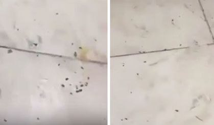 İzmir'de restoranı böcekler bastı: Herkes orayı tercih ediyordu