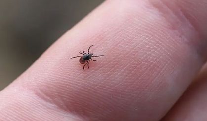 Kene alarmı: İşte eve dönünce yapmanız gerekenler!