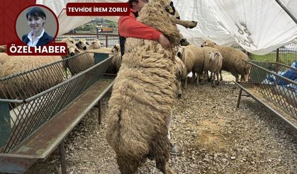 Türkiye'de eşi benzeri olmayan Ankaralı "Paşa": 1 yaşında tam 128 kilogram!