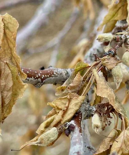 Meteoroloji uyardı: Gece saatlerinde kritik don riski