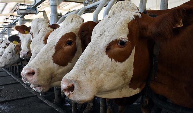 Ankara Sincan'daki ithal hayvan işletmesine soruşturma açıldı