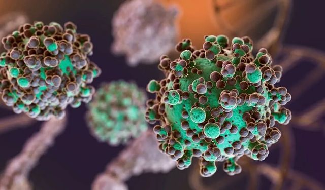 Dünya Sağlık Örgütü, o virüs için uyardı: Araştırma şart!