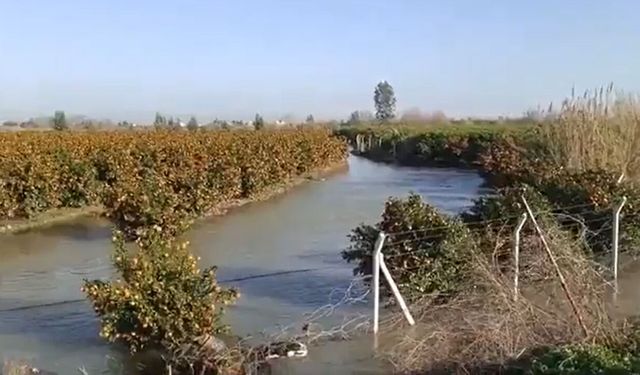 Seyhan taştı, mandalina bahçeleri sular altında: Üretici alarmda