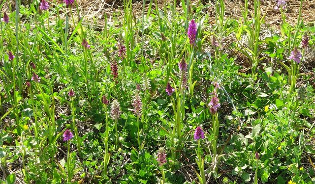 Salep üretiminde yeni model: 17 bahçe kuruluyor