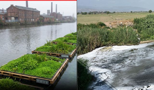 Nehirleri temizleyen devrim: Eğrelti otu ile ağır metallere kalıcı çözüm