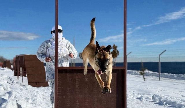 Zorlu kış şartlarında nefes kesen eğitim: Askerî köpekler göreve hazır